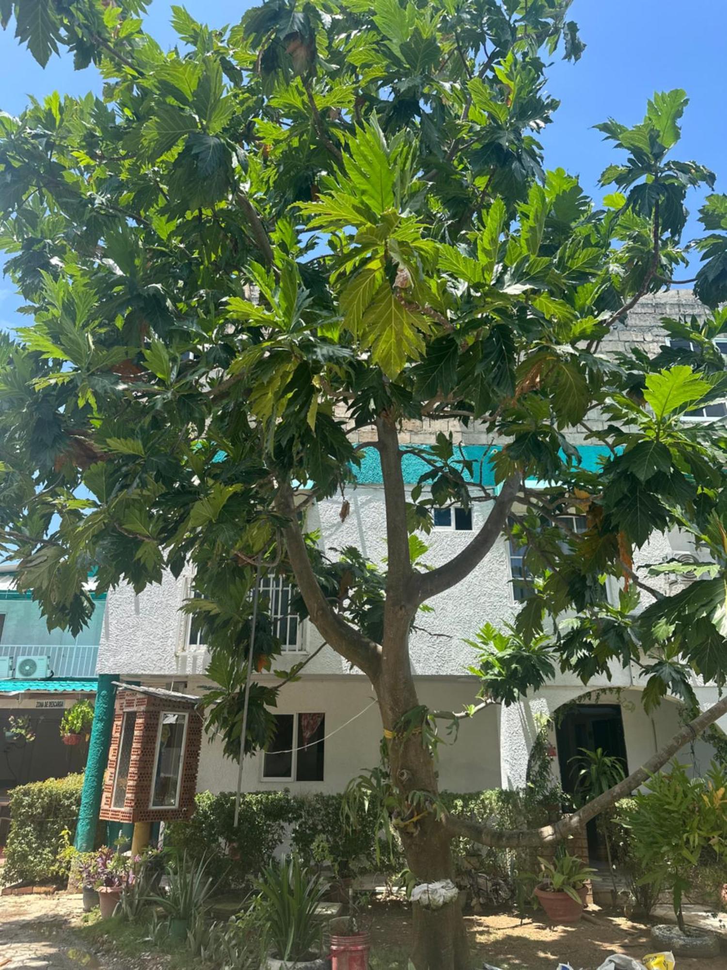 Hosteria Cattleya San Andres  Ngoại thất bức ảnh